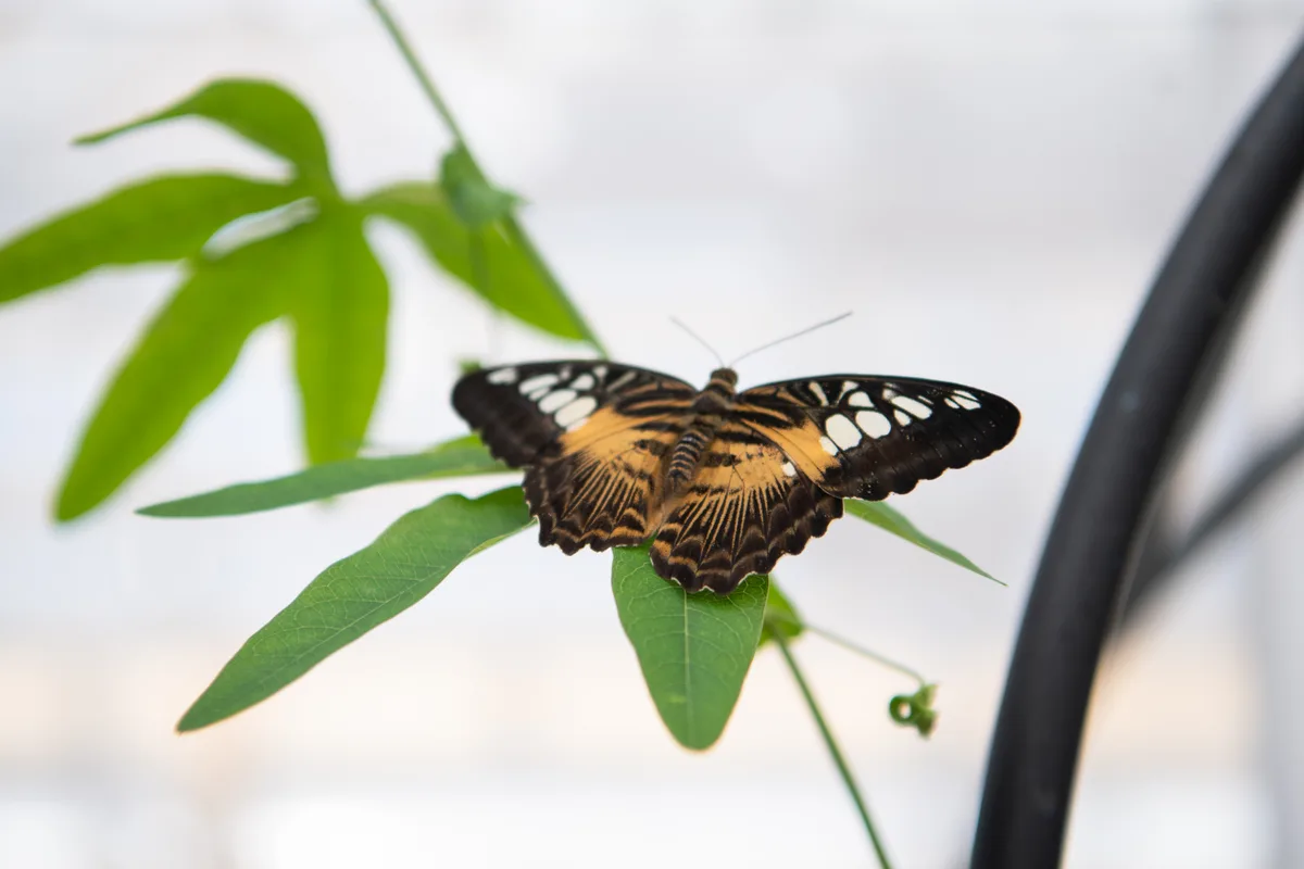 Impressionen vom Schmetterlingshaus im Gartencenter Meier in Dürnten